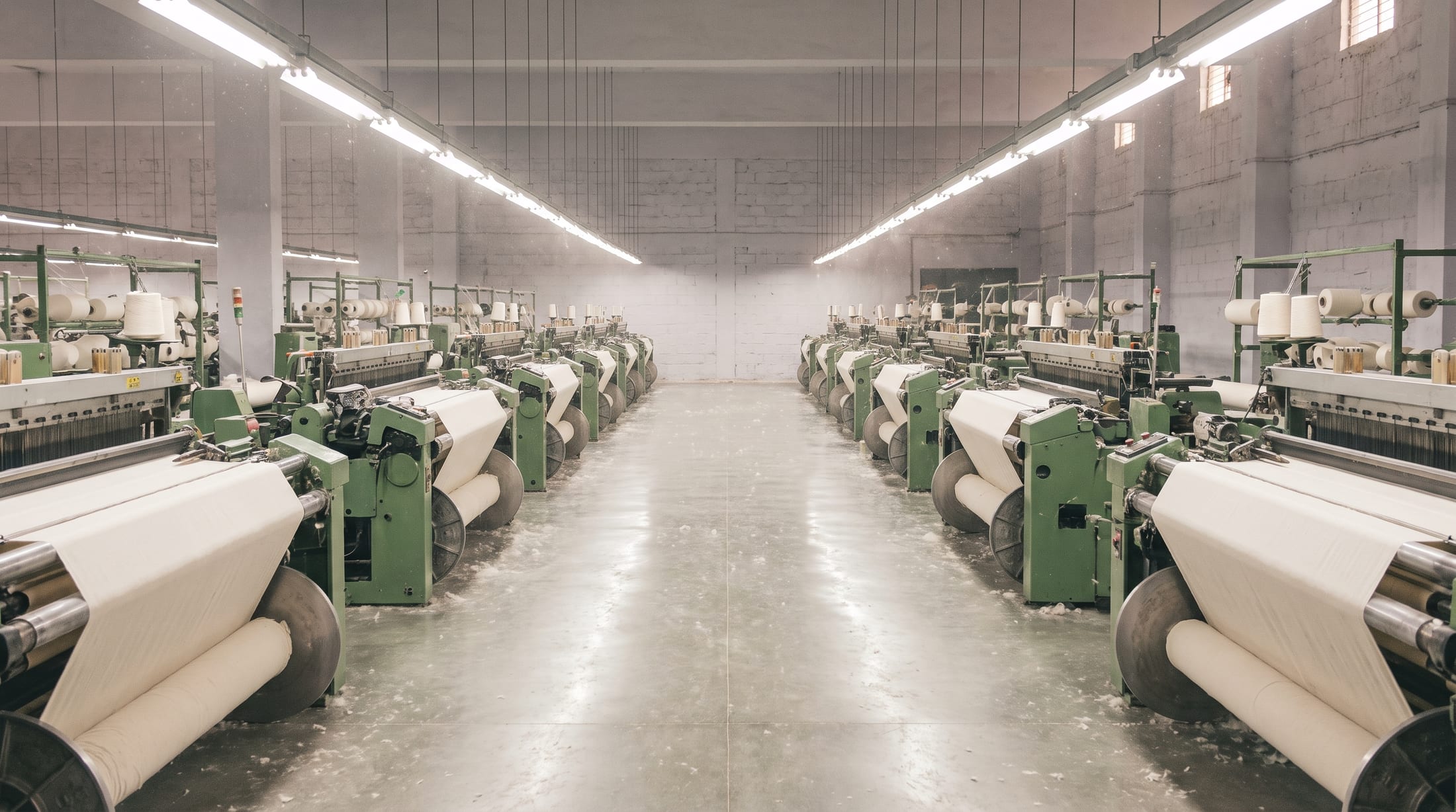 Rows of rapier looms in a cotton weaving shed, greige cloth winding onto the beams